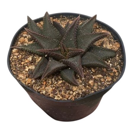 Suculenta Haworthia Koelmaniorum "Coleção"pt 11