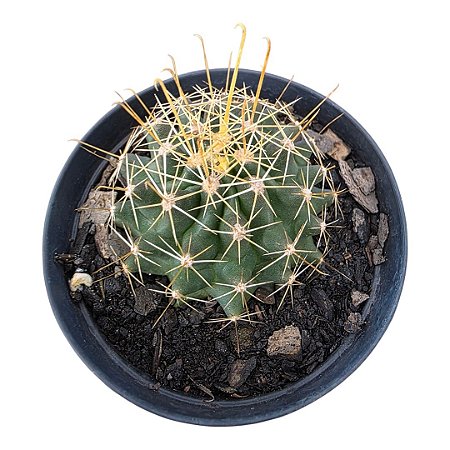 Muda Cactos Hamatocactus Sinuosus/espinho anzol