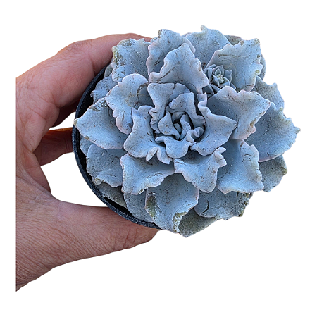 Suculenta Crispate Beauty, Planta Natural