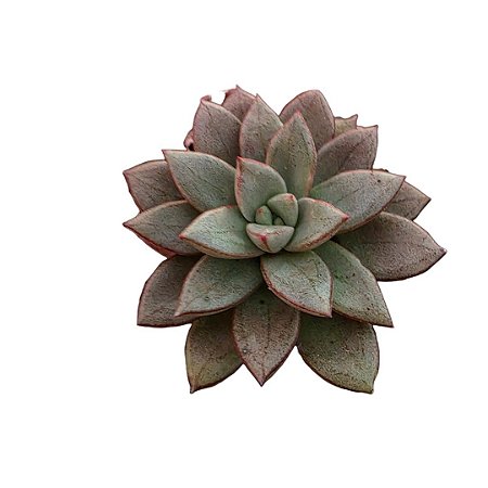 Suculenta Graptoveria Araluen Gem