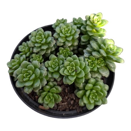 Planta Suculenta Sedum Crominosedum Little Gem