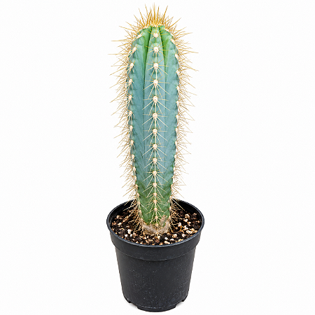 Cacto Azul Pilosocereus Azureus – Cacto Colunar de Coleção