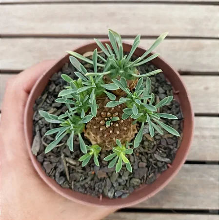 Planta Euphorbia Japônica