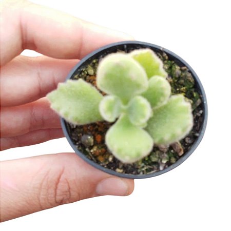 Suculenta Patinha de Urso – Cotyledon tomentosa