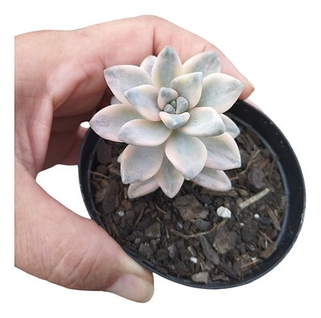 Planta Suculenta Graptopelatum Victor Kane Variegata