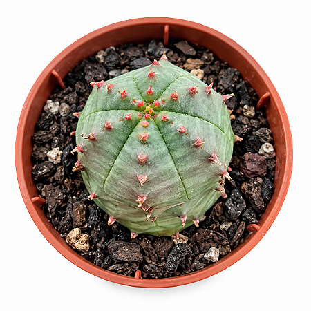 Planta Euphorbia Hybrid Obesa X Globosa