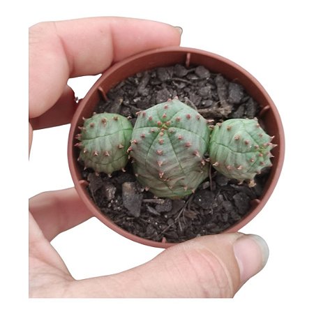 Planta Euphorbia Hybrid Obesa  X Globosa