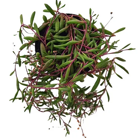 Planta Suculenta Pendente Colar De Ruby