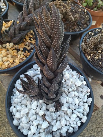 Planta suculenta Haworthia Aloe Coarctata pote 9