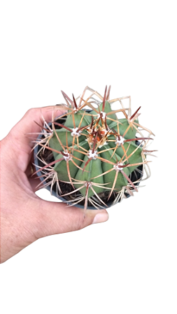 Cacto Cabeça Ou Coroa De Frade Melocactus Zehntneri