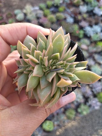 Planta Suculenta Cristata de Gilva pote 6