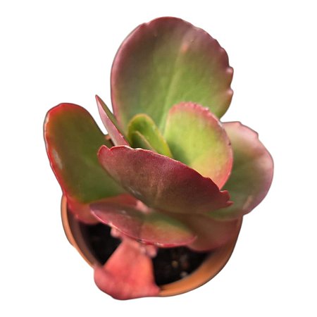 Kalanchoe Vivien