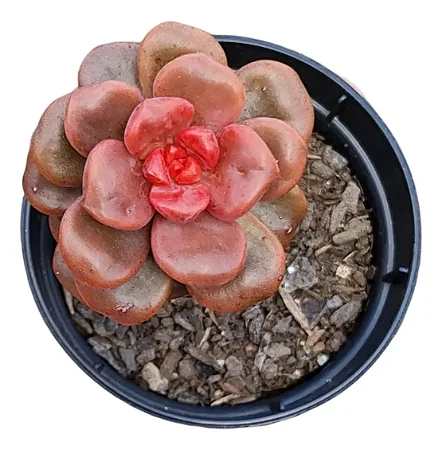 Planta Suculenta Adria Bubaloo (pequena)