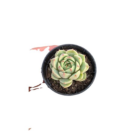 Planta Suculenta Echeveria Ben Badis pote 6(pequena)