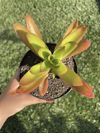 Suculenta Crassula Capitela Campfire