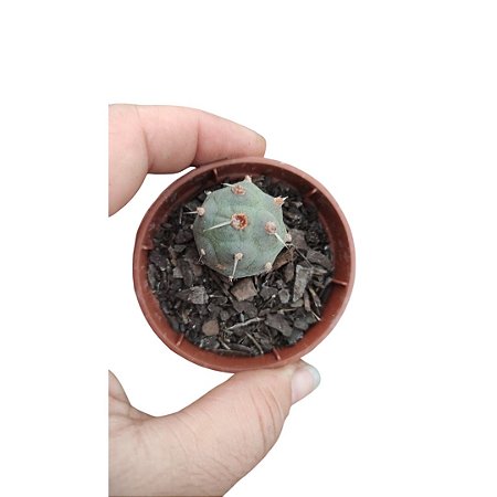 Cacto Tephrocactus var. Articulatus