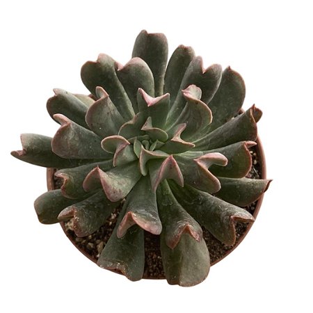 Suculenta Echeveria Dark Vader