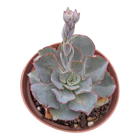Suculenta Echeveria Camisole
