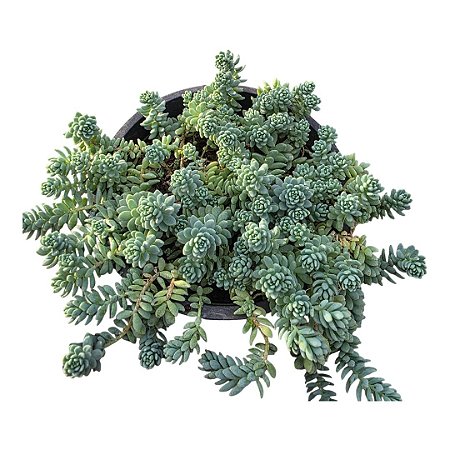 Suculenta Sedum Minor