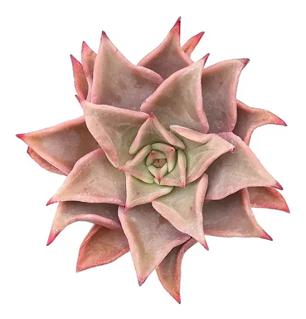 Planta Suculenta Echeveria Madiba pote 9 cm