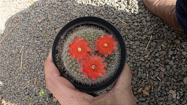 Cacto Brasilicactus Haselbergii Pote 9cm Vermelho