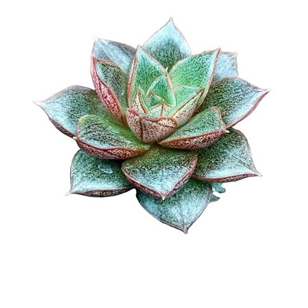 Suculenta Echeveria Dionysius Pote 6