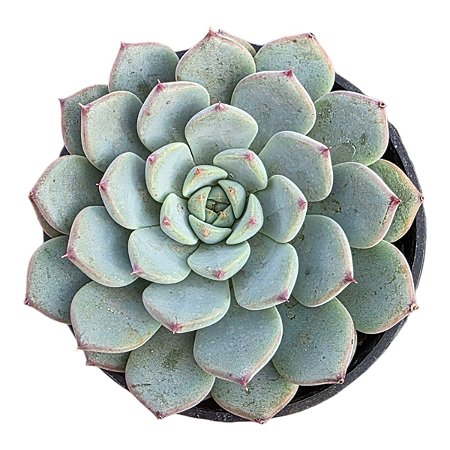 Planta Suculenta Echeveria Minima White pote 6 cm