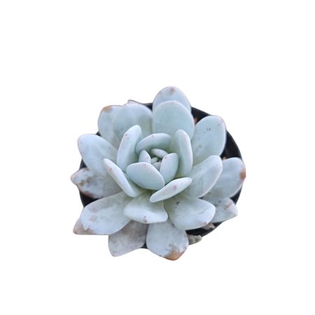 Suculenta Echeveria Lauii