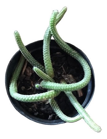 Cacto pendente Rabo De Rato Pelado Vaso 11 exotica,rara