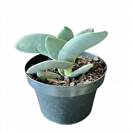Suculenta Crassula Falcata (folha grossa)
