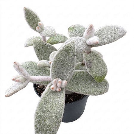 Suculenta Kalanchoe Eryophylla (pt 9 cm)