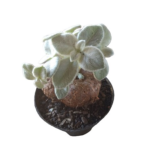 Rainha do Abismo –Sinningia Leucotricha – Planta Caudiciforme