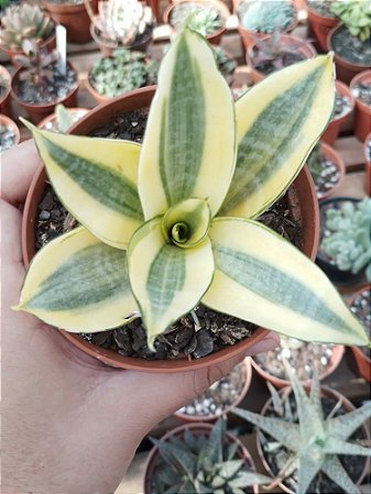 Sansevieria trifasciata Golden Hahnii”
