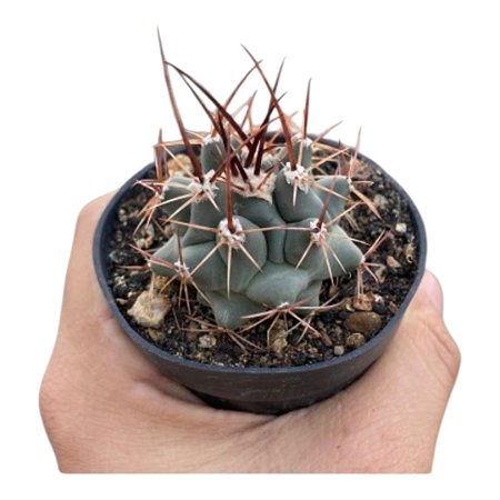 Cacto THELOCACTUS AZUL PT 09