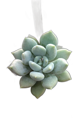 Suculenta Pachyveria Draco pote 11