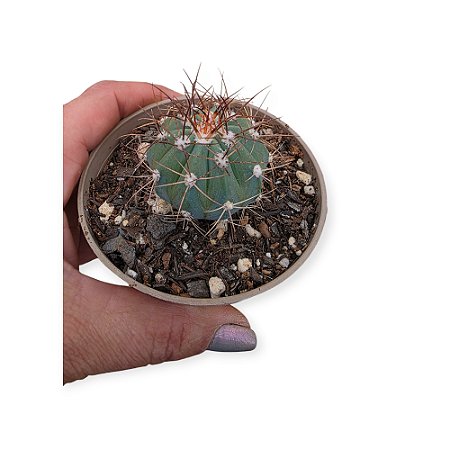 Cacto Melocactus Azureus
