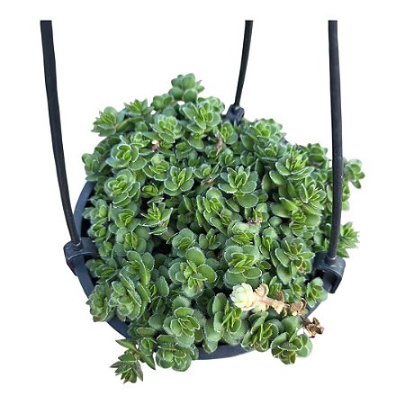 Suculenta Crassula Lanuginosa var. Pachystemon 'David'