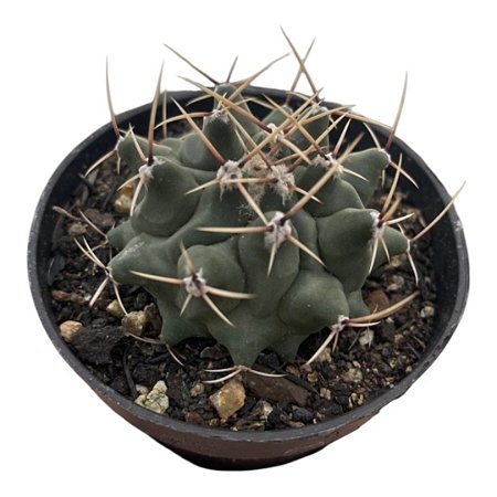 Cacto THELOCACTUS RINCONENSIS PT 09