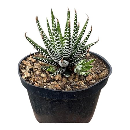 SUCULENTA HAWORTHIA ATTENUATA "SUPER WHITE" PT 9