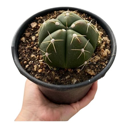 CACTO GYMNOCALYCIUM HORSTII VASO 11CM