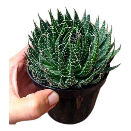 Planta Suculenta Aloe Aristata