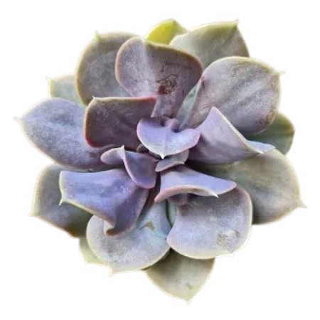 Planta Suculenta Echeveria Trompette ou Red 'Valkyrie'