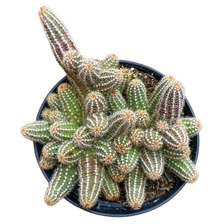 Echinopsis chamaecereus (cacto amendoim - vaso11)