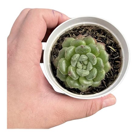 Planta Suculenta Echeveria Carol