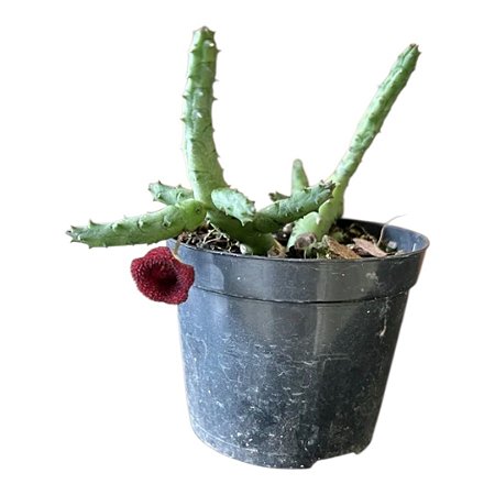 Suculenta Huernia Pendurata
