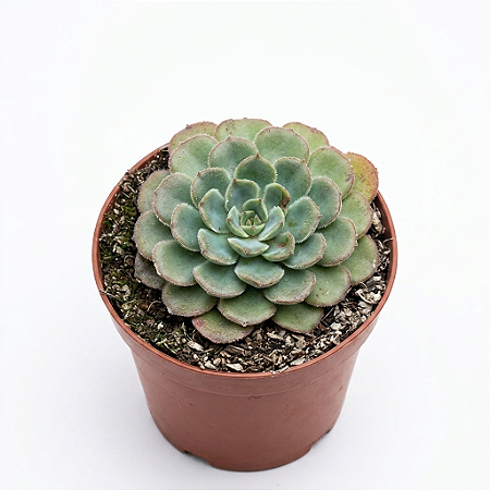 Suculenta Echeveria Paula