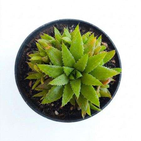 Planta Suculenta Haworthia Retusa var.Turgida  Caespitosa