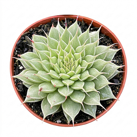 Planta Suculenta Echeveria Silver Star