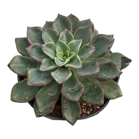 Planta Suculenta Echeveria Riga