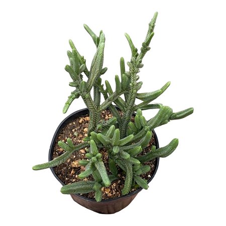 Planta Suculenta Crassula Pyramidalis